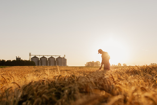 Silhouette of man examining wheat crops on field with silos in background