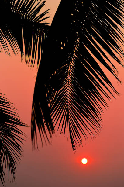 Silhouette of palm tree with sunset sky stock photo
