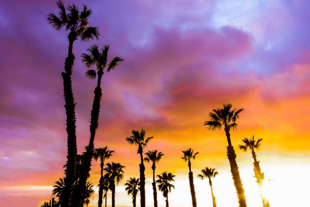 silhouette di palme sulla spiaggia al tramonto - concetto di viaggio e paesaggio - venice foto e immagini stock