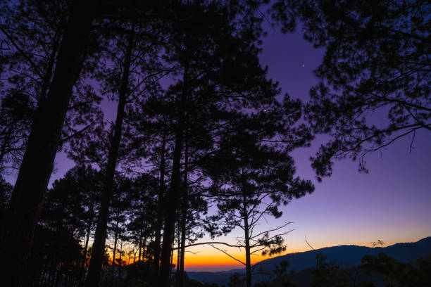 Silhouette of Pine tree before sunrise in the morning. stock photo