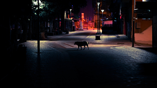 a beautiful and dark shot of a dog at street and street lamps