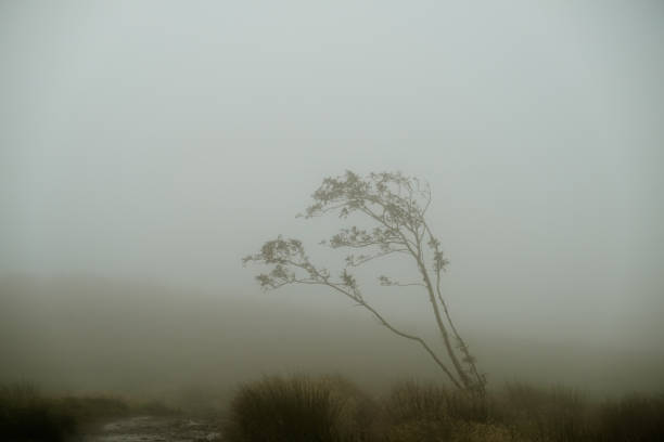 silhouette of tree in the mist stock photo