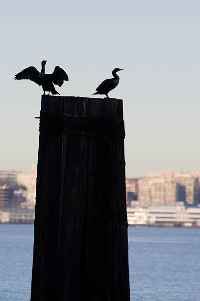 Silhouette of Two Birds on a Pier stock photo
