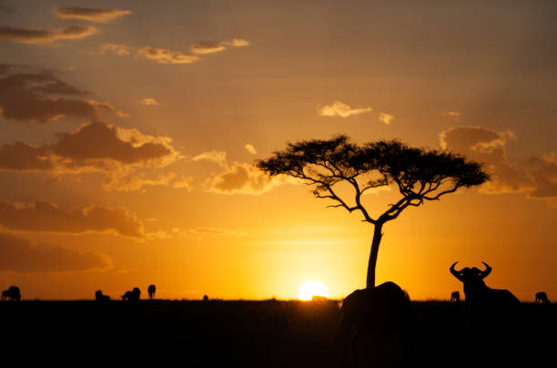 Silhouette of wildebeest moving in Masai Mara wildlife century stock photo