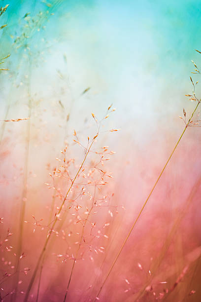 siluet bunga liar di padang rumput saat matahari terbit atau terbenam - warna jenuh potret stok, foto, & gambar bebas royalti