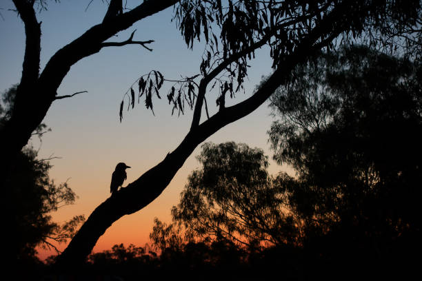 Photo of Silhouette of young magpie in tree during sunset at Old Cork in rural Queensland