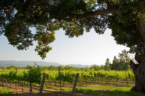Silhouetted Oak In Wine Vineyard, Santa Ynez, CA stock photo