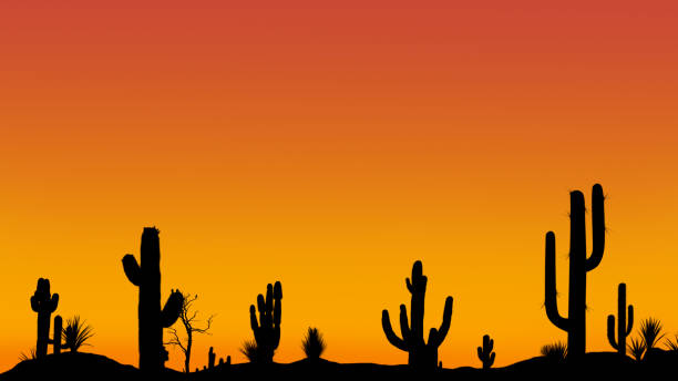 Silhouettes of different cacti at sunset with a cloudless sky in the desert. Desert sunset with clear sky without clouds. stock photo