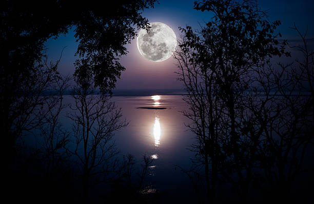 Silhouettes of woods and beautiful moonrise, bright full moon wo Tree against sky over tranquil lake. Silhouettes of woods and beautiful moonrise, bright full moon would make a nice picture. Beauty of nature use as background. Outdoors. moonlight stock pictures, royalty-free photos & images