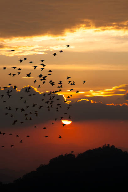 Photo of Silhoutte of flock of birds flying on the sunse  background
