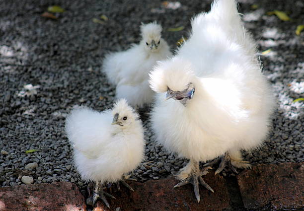 Silkie Chicken and Chicks stock photo