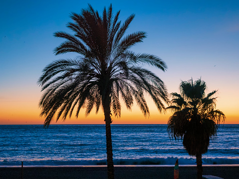 Siluetas de palmeras frente al mar al atardecer