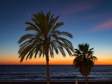 Siluetas de palmeras frente al mar al atardecer