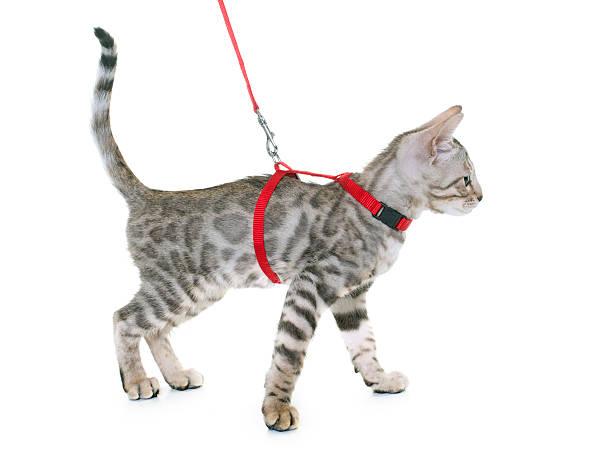 silver bengal kitten and harness - cat leash bildbanksfoton och bilder