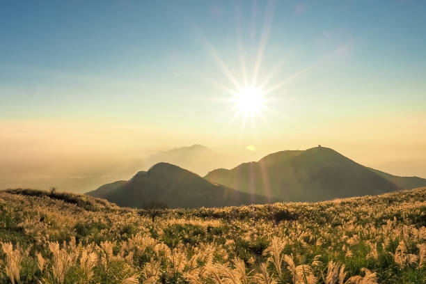 Silver grasses on Datun Mountain with sunset in YangmingShan National Park. (Taiwan) stock photo