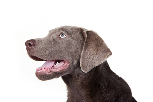 Silver Labrador Retriever puppy A silver labrador retriever puppy shot in front of white background. silver teeth stock pictures, royalty-free photos & images
