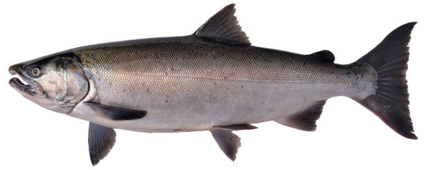 Silver salmon, Alaska, USA stock photo