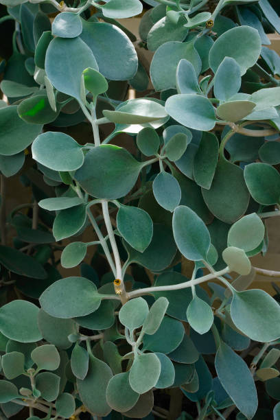 Silver teaspoons plant stock photo