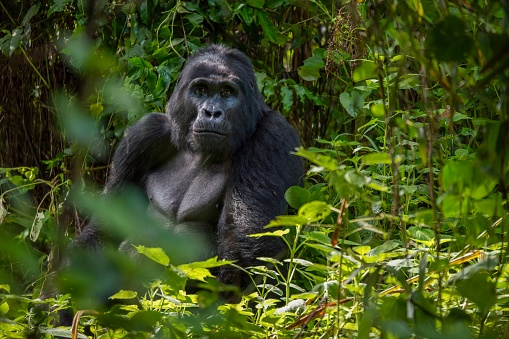 Portrait of a large male mountain gorilla looking at the camera, with his facial features and upper body clearly visible as he sits in dense green jungle foliage.