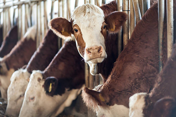 Simmental Cow Looking Cows in a row beef cattle stock pictures, royalty-free photos & images