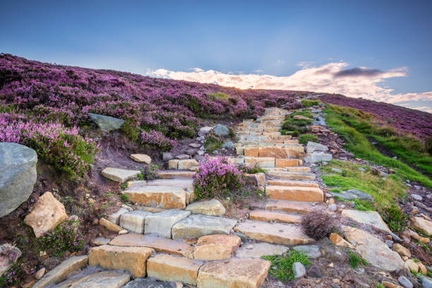 Simonside Hills path to the ridge Popular with walkers and hikers the Simonside Hills are covered with heather in late summer. they are part of Northumberland National Park overlooking Coquetdale and Cheviot Hills rothbury northumberland stock pictures, royalty-free photos & images