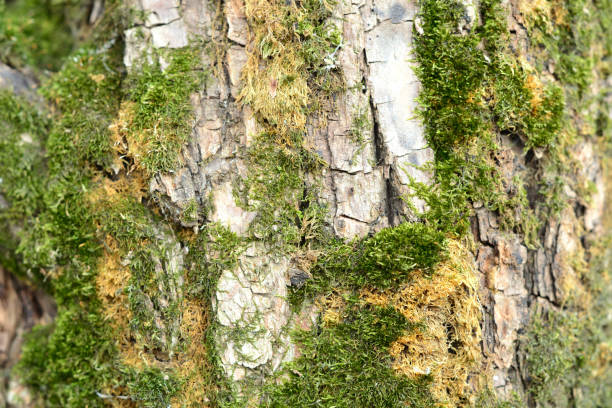 Simple photo background pattern of old barque with green moss Abstract image texture for designers with fragments of tree bark and peaces of green moss xylo stock pictures, royalty-free photos & images