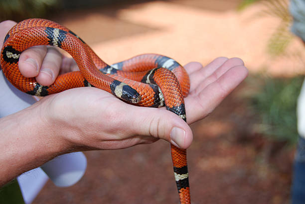 Sinaloan Milk Snake in the palm of your hand stock photo
