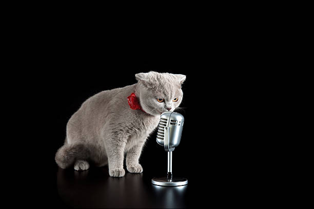 singer cat stock photo
