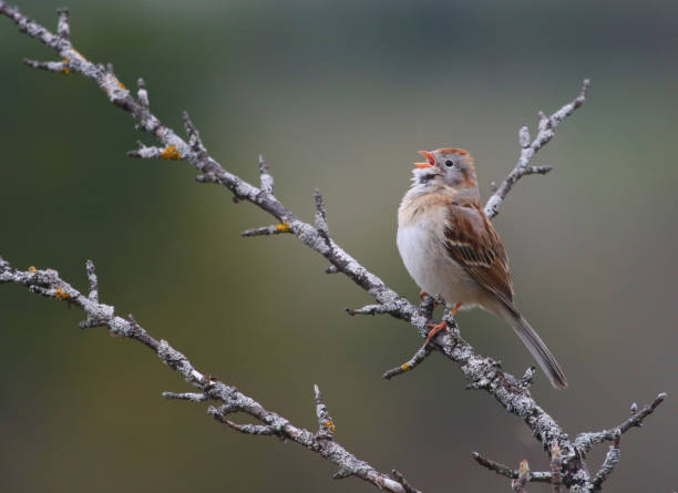 Singing Field Sparrow stock photo