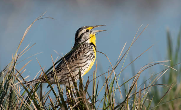 Singing Meadowlark Close Up of a Singing Meadowlark on the Ground meadowlark stock pictures, royalty-free photos & images