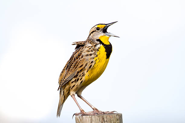 Singing Meadowlark An Eastern Meadowlark perched on a fencepost sings it's song. meadowlark stock pictures, royalty-free photos & images