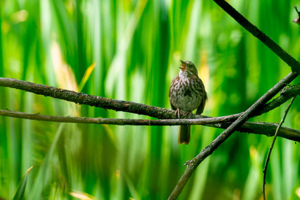 Singing Sparrow stock photo