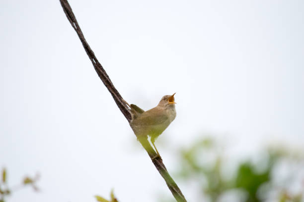 Singing Wren Songbird on a Rusty Wire stock photo