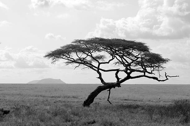 Single Acacia tree in black and white in serengeti stock photo