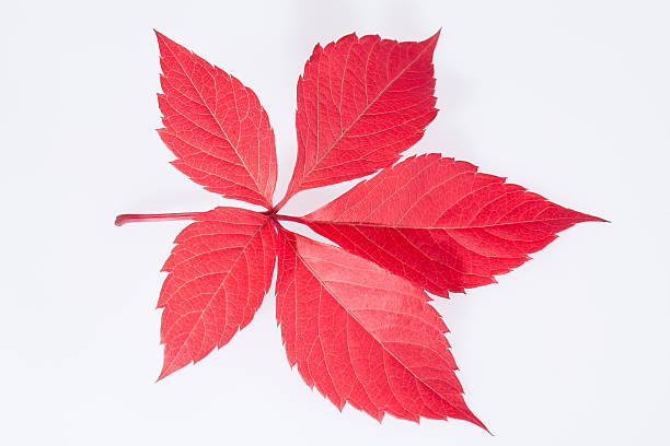 single autumn red leaf of parthenocissus on white background stock photo
