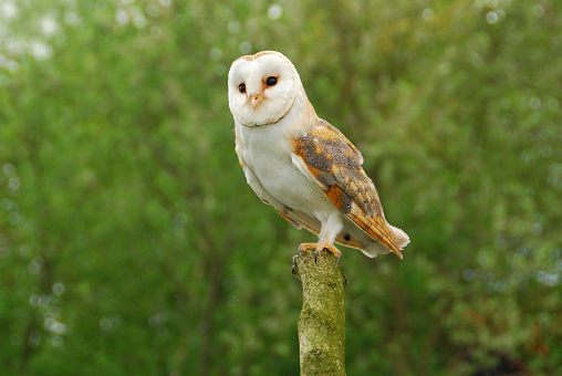 Single barn Owl on top of a tree trunk , looking at view.