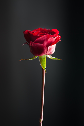 Single Beautiful Red Rose With Black Background Stock Single Beautiful Red Rose With Black Background Stock