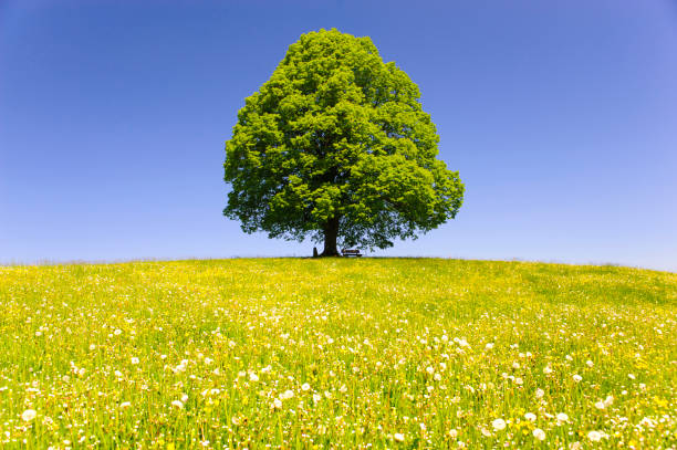 single big linden tree in field with perfect treetop stock photo