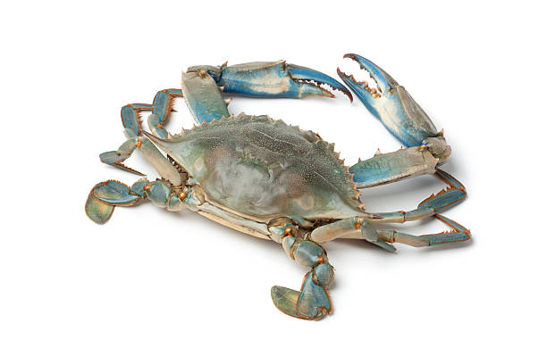 Single blue crab Single blue crab on white background blue crab stock pictures, royalty-free photos & images