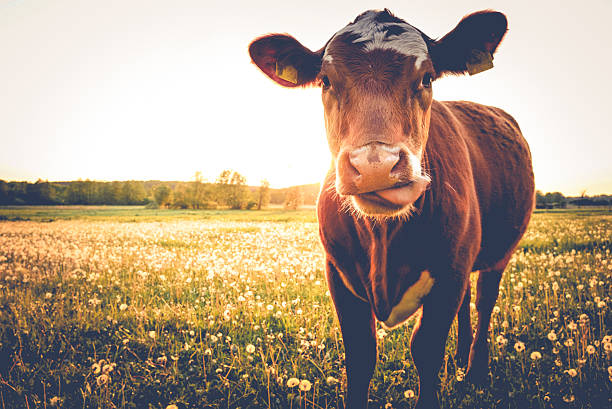 Single Cow on a meadow-happy view Cow on a meadow during sunset-close up cow photos stock pictures, royalty-free photos & images