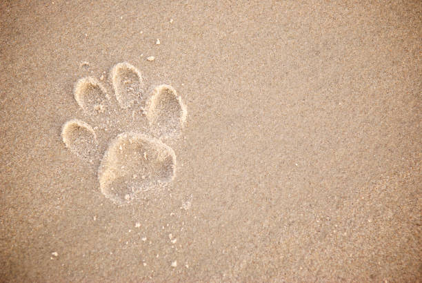 Single Dog Paw Print in Textured Brown Sand stock photo