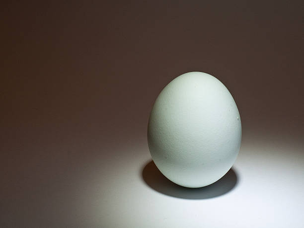 Single egg stock photo