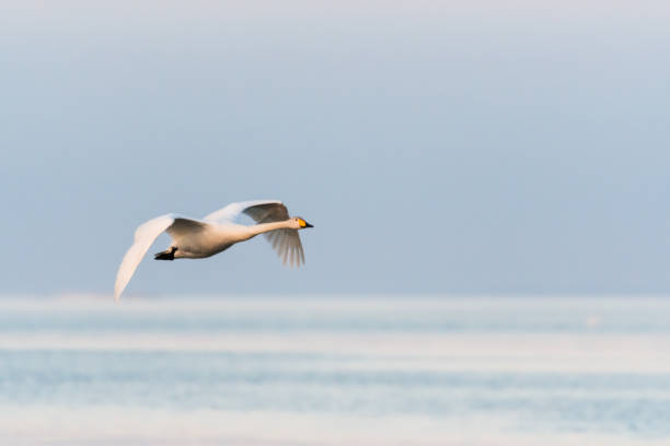 Single flying Whooper Swan stock photo