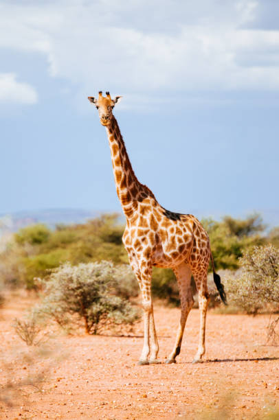 Single Giraffe at Mount Etjo stock photo