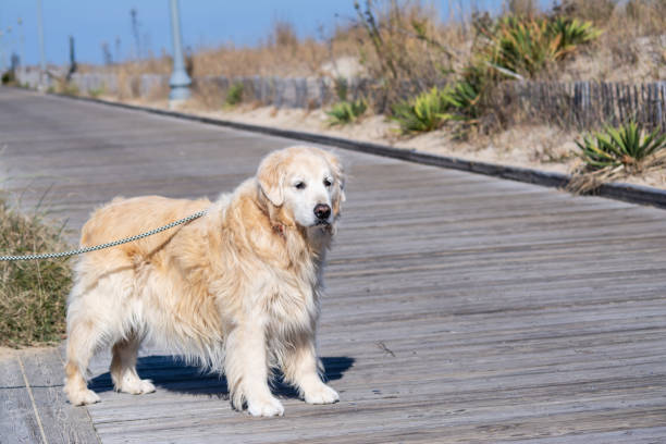 un singolo cane golden retriever sul lungomare guardando attento con sbavata in bocca - de winter foto e immagini stock