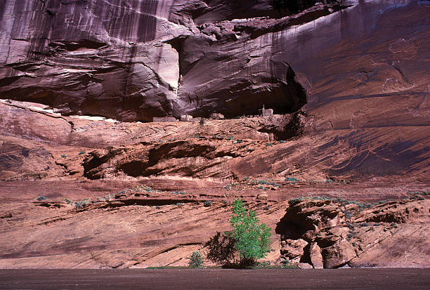 Single Green tree dwarfed by the Grand Canyon A single green tree growing at the base of the Grand Canyon, with a towering cliff face directly behind. hearkencreative stock pictures, royalty-free photos & images