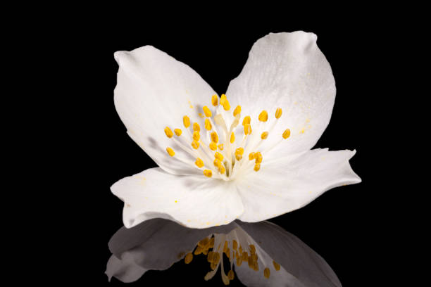 Single jasmine flower isolated on black background, mirror reflection stock photo