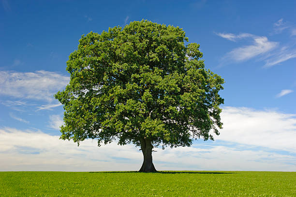 single oak tree at summer stock photo