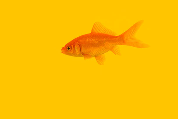 Single orange goldfish swimming on a yellow background seen from the side stock photo