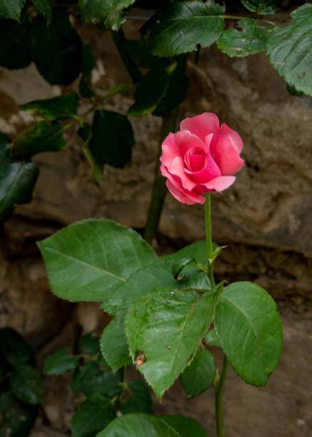 A single pink rose against brick wall stock photo